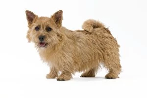 Images Dated 22nd October 2011: Dog - Norwich Terrier