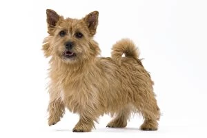 Images Dated 22nd October 2011: Dog - Norwich Terrier