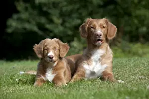 DOG - Nova scotia duck tolling retriever and 12 week old puppy