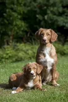 DOG - Nova scotia duck tolling retriever and 12 week old puppy