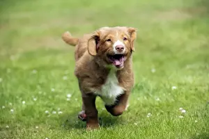 DOG - Nova scotia duck tolling retriever 12 week old puppy running
