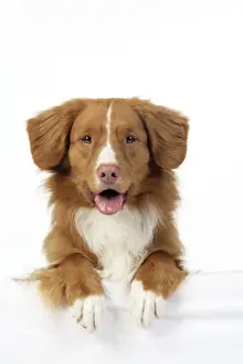 Dog. Nova Scotia Duck Tolling Retriever
