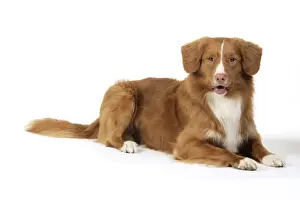 Dog. Nova Scotia Duck Tolling Retriever