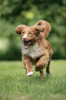 Dog. Nova Scotia Duck Tolling Retriever