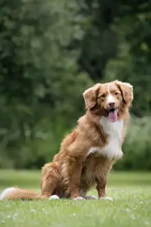 Dog. Nova Scotia Duck Tolling Retriever