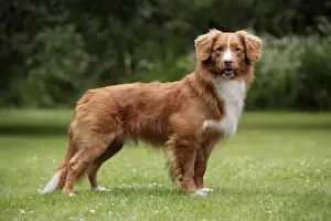 Dog. Nova Scotia Duck Tolling Retriever
