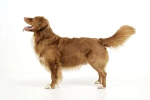 Images Dated 22nd January 2009: Dog. Nova Scotia Duck Tolling Retriever