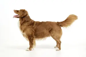 Dog. Nova Scotia Duck Tolling Retriever