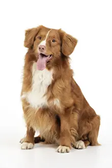 Dog. Nova Scotia Duck Tolling Retriever