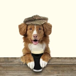 Dog - Nova Scotia Duck Tolling Retriever - wearing a cap and holding a pint of Stout