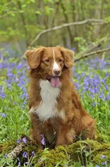 Dog. Nova Scotia Duck Tolling Retriever in bluebells