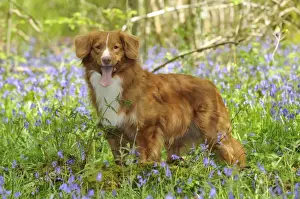 Dog. Nova Scotia Duck Tolling Retriever in bluebells