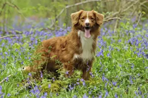 Dog. Nova Scotia Duck Tolling Retriever in bluebells