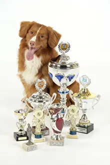 Dog. Nova Scotia Duck Tolling Retriever with cups