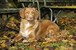 DOG. Nova scotia duck tolling retriever in leaves