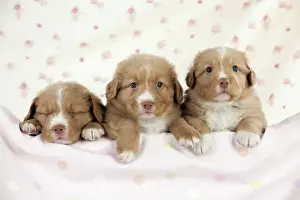 Nova Scotia Duck Tolling Prints: DOG - Nova scotia duck tolling retriever puppies (6 weeks)