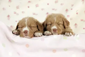 Breed Prints: DOG - Nova scotia duck tolling retriever puppies (6 weeks)