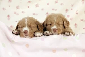 Images Dated 19th May 2011: DOG - Nova scotia duck tolling retriever puppies (6 weeks)