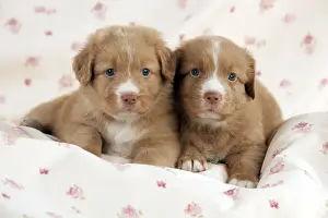Puppy Prints: DOG - Nova scotia duck tolling retriever puppies laying together (6 weeks)