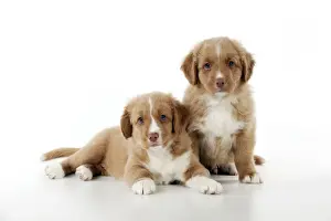 Nova Scotia Duck Tolling Prints: DOG - Nova scotia duck tolling retriever puppies sitting together (8 weeks)
