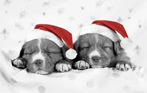 Christmas Prints: DOG - Nova scotia duck tolling retriever puppies wearing Christmas hats Digital Manipulation
