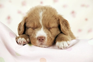 JD-22639
DOG - Nova scotia duck tolling retriever puppy sleeping (6 weeks)
John Daniels
Please note that prints are for personal display purposes only and may not be reproduced in anyway DOG - Nova scotia duck tolling retriever puppy sleeping (6 weeks)