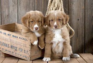 DOG - Nova scotia duck tolling retriever puppy sitting next to puppy sitting in box (8 weeks) DOG - Nova scotia duck tolling retriever puppy sitting next to puppy sitting in box (8 weeks)