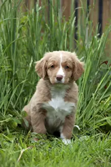 DOG - Nova scotia duck tolling retriever puppy in the garden (8 weeks)