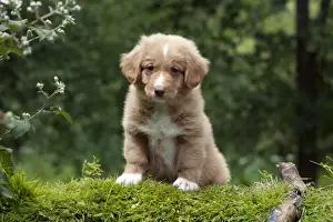 DOG - Nova scotia duck tolling retriever puppy in the garden (8 weeks)