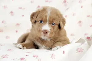 Nova Scotia Duck Tolling Prints: DOG - Nova scotia duck tolling retriever puppy laying (6 weeks)