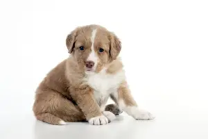 Puppy Prints: DOG - Nova scotia duck tolling retriever puppy sitting (6 weeks)