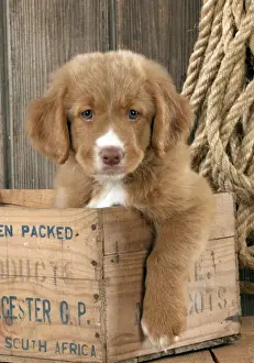 Pups Prints: DOG - Nova scotia duck tolling retriever puppy sitting in box (8 weeks)