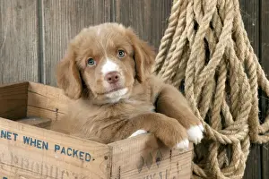 DOG - Nova scotia duck tolling retriever puppy sitting in box (8 weeks)