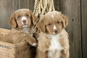 Nova Scotia Duck Tolling Prints: DOG - Nova scotia duck tolling retriever puppy sitting next to puppy sitting in box (8 weeks)