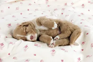 DOG - Nova scotia duck tolling retriever puppy sleeping (6 weeks)