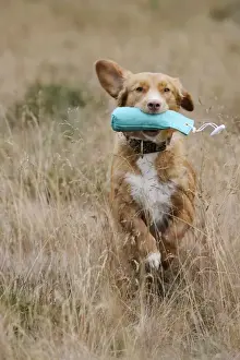 Dog. Nova Scotia Duck Tolling Retriever retrieving dummy