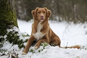 Images Dated 27th December 2010: Dog - Nova Scotia Duck Tolling Retriever - in snow