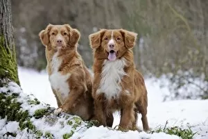 Images Dated 27th December 2010: Dog - Nova Scotia Duck Tolling Retriever - in snow