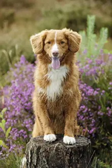 Dog. Nova Scotia Duck Tolling Retriever standing on tree stump