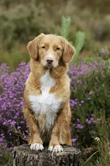 Dog. Nova Scotia Duck Tolling Retriever standing on tree stump