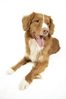 Dog. Nova Scotia Duck Tolling Retriever with tongue out
