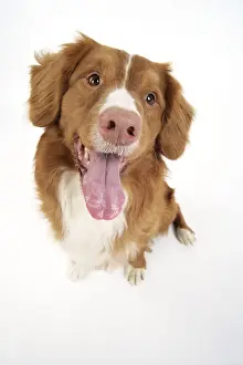 Fish Eye Prints: Dog. Nova Scotia Duck Tolling Retriever with tongue out