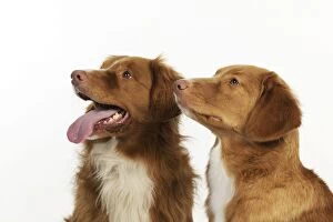 Images Dated 6th July 2009: Dog. Nova Scotia Duck Tolling Retrievers