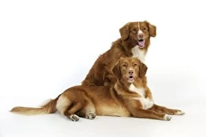 Images Dated 6th July 2009: Dog. Nova Scotia Duck Tolling Retrievers