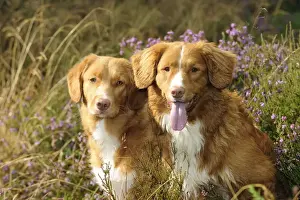 Dog. Nova Scotia Duck Tolling Retrievers on heath land