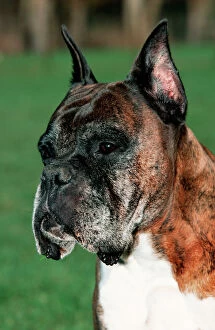 Dog - Old Boxer dog with cut ears