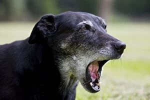 Dog - old mongrel yawning