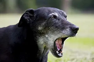 Mongrel Prints: Dog - old mongrel yawning