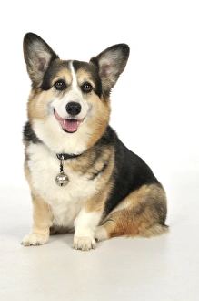 Images Dated 20th June 2009: DOG. older dog with a bell attached to collar