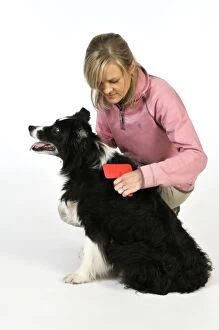 Brushes Gallery: Dog. Older dog being groomed